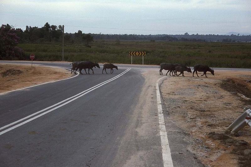 WT 0700 117-12 Malaysia.jpg